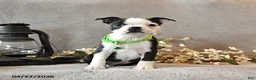 Boston Terrier dogs for sale: Raspberry - Ad 3
