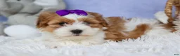 Teddy Bear dogs for sale: TRIXIE - Ad 18