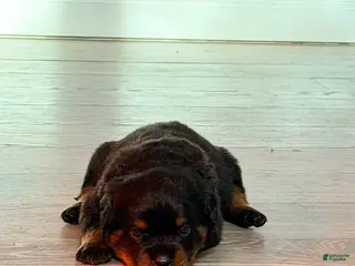 Rottweiler dogs Rottweiler 2 - Ad 4
