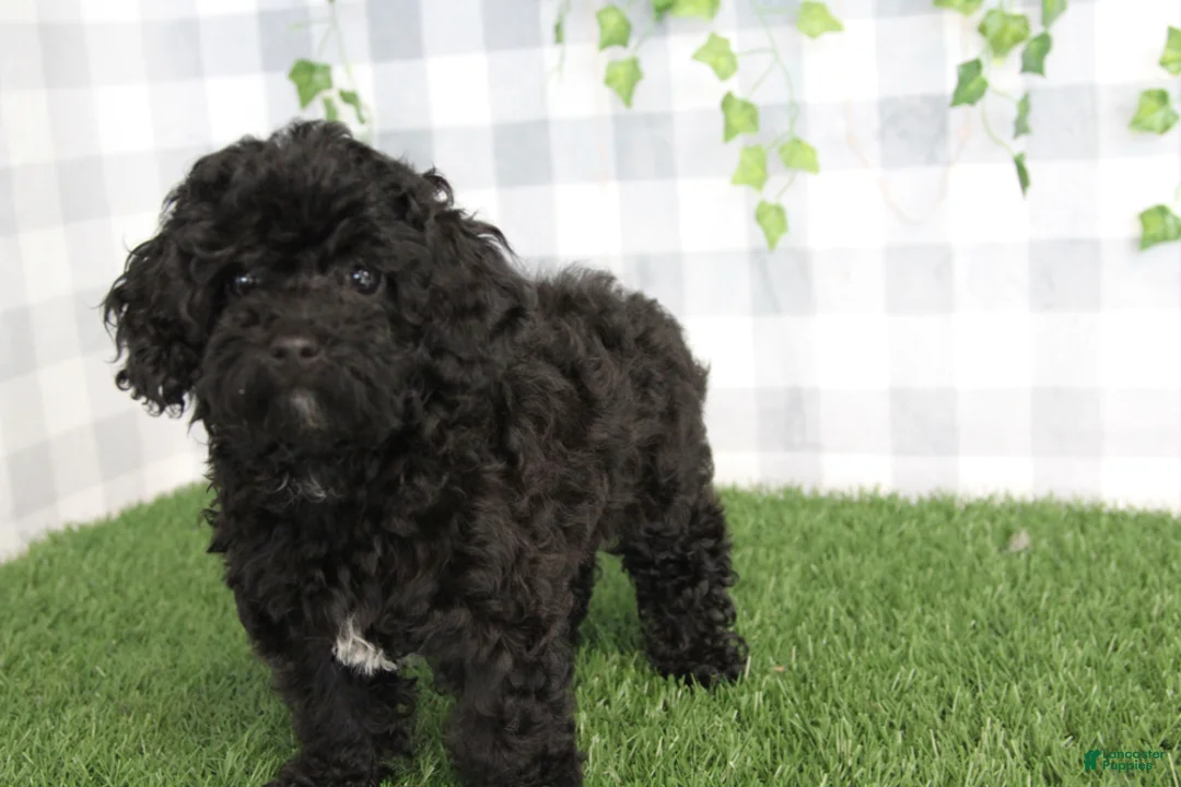 Yorkiepoo dogs for sale: Iana - Ad 1