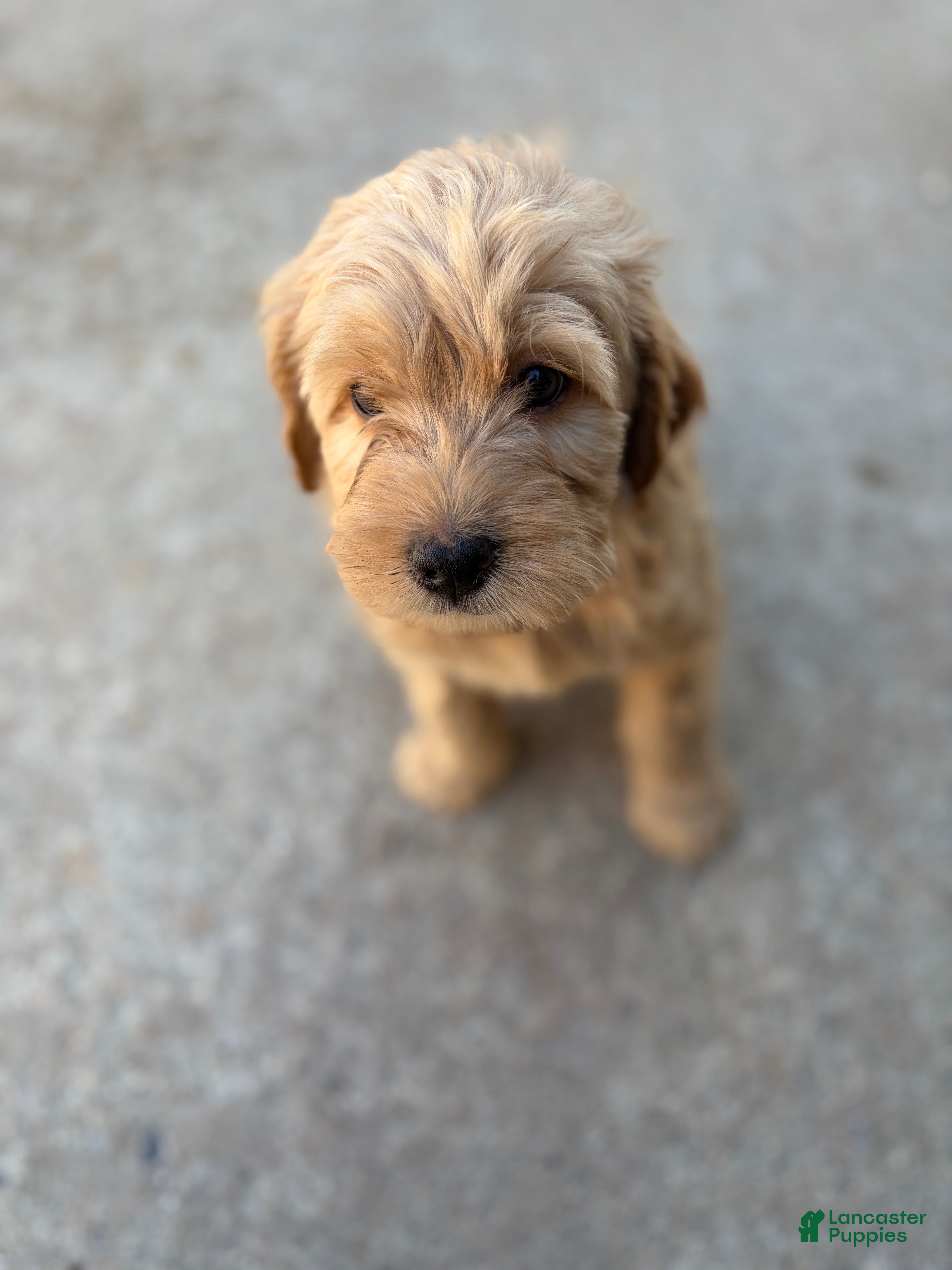 Mixed Breed dogs Daisy  - Ad 22