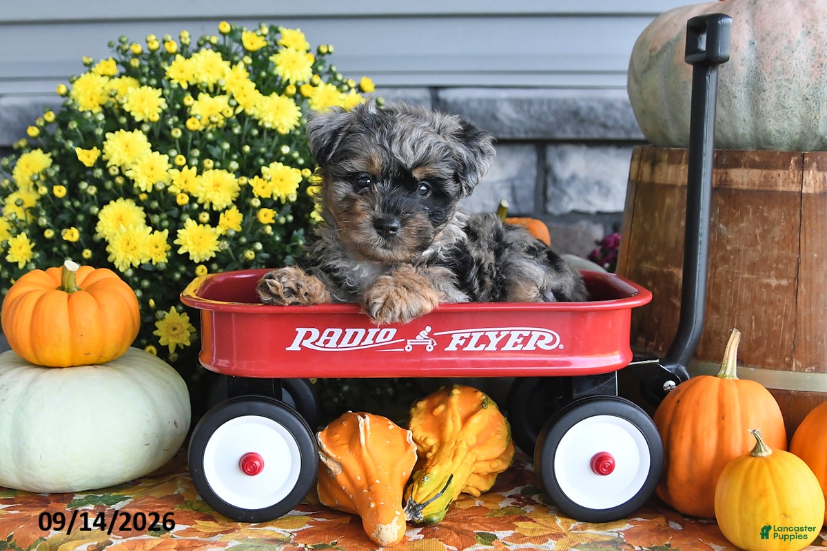 Yorkiepoo dogs Archie - Ad 1