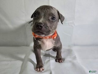 American Bully dogs - Ad 11