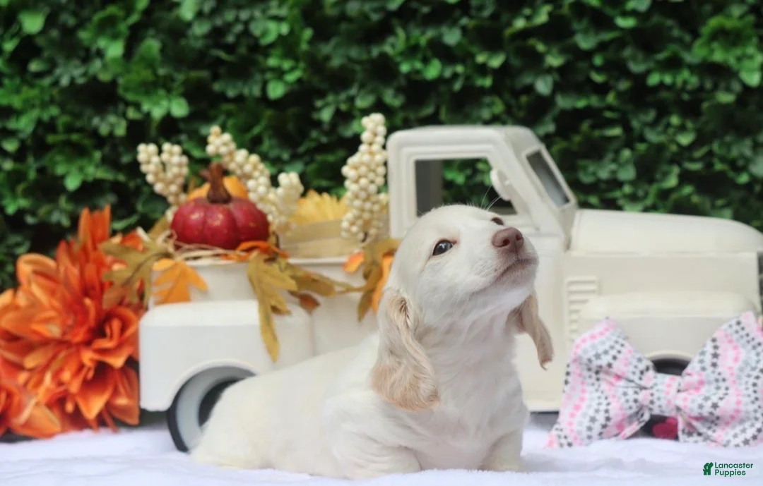 Miniature Dachshund dogs for sale: Chiffon - Ad 2