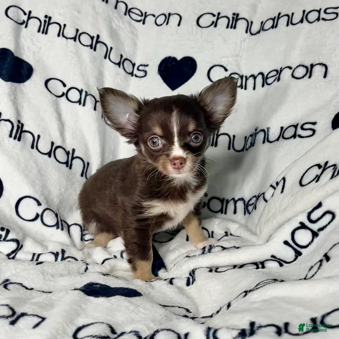 Chihuahua dogs for sale: Addison Chocolate Tri LC - Ad 6