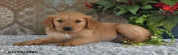 Golden Retriever dogs for sale: Charlotte - Ad 3