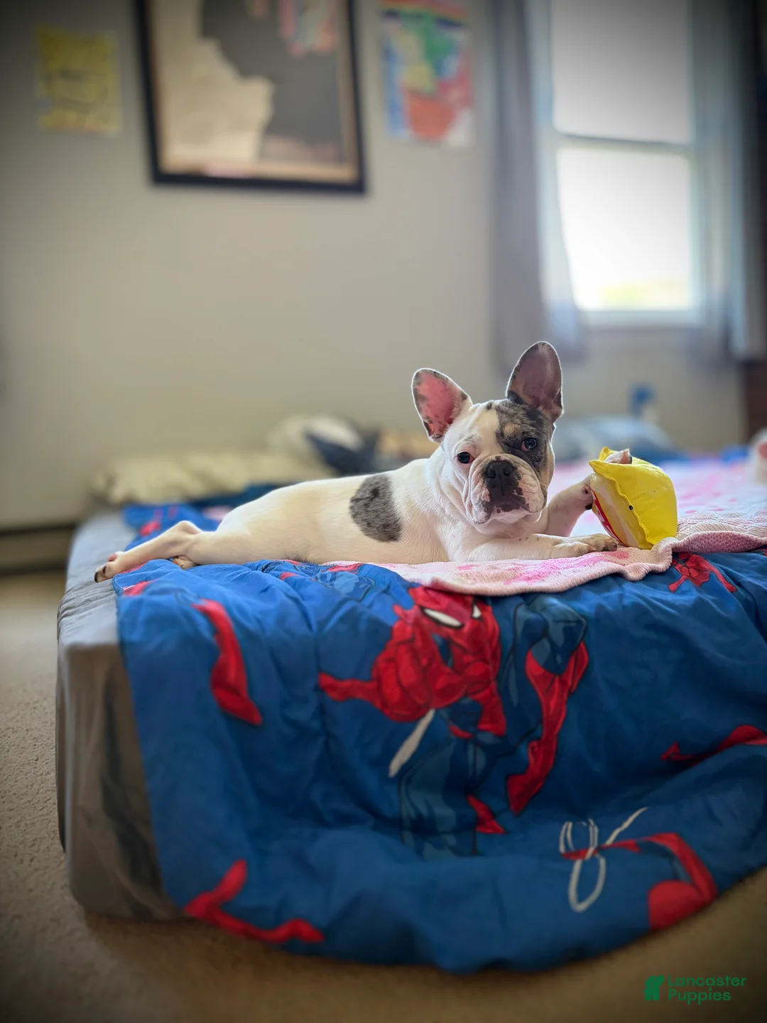 French Bulldog dogs for sale: Dice  - Ad 1