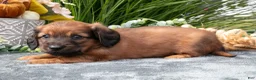 Miniature Dachshund dogs for sale: Karter - Ad 3