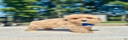 Maltipoo dogs for sale: Marshall  - Ad 7