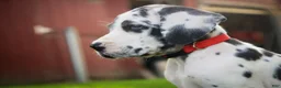 Great Dane dogs for sale: Blake Great Dane  - Ad 13