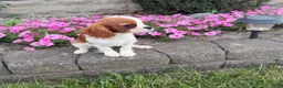 Cavalier King Charles Spaniel dogs for sale: Liam Cavalier King Charles Spaniel Puppy  - Ad 15