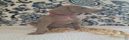 Weimaraner dogs for sale: Piper - Ad 24
