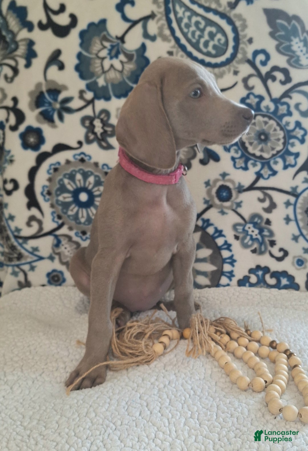 Weimaraner dogs for sale: Piper - Ad 24