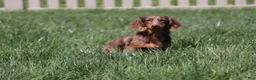 Miniature Dachshund dogs for sale: Champ - Ad 14