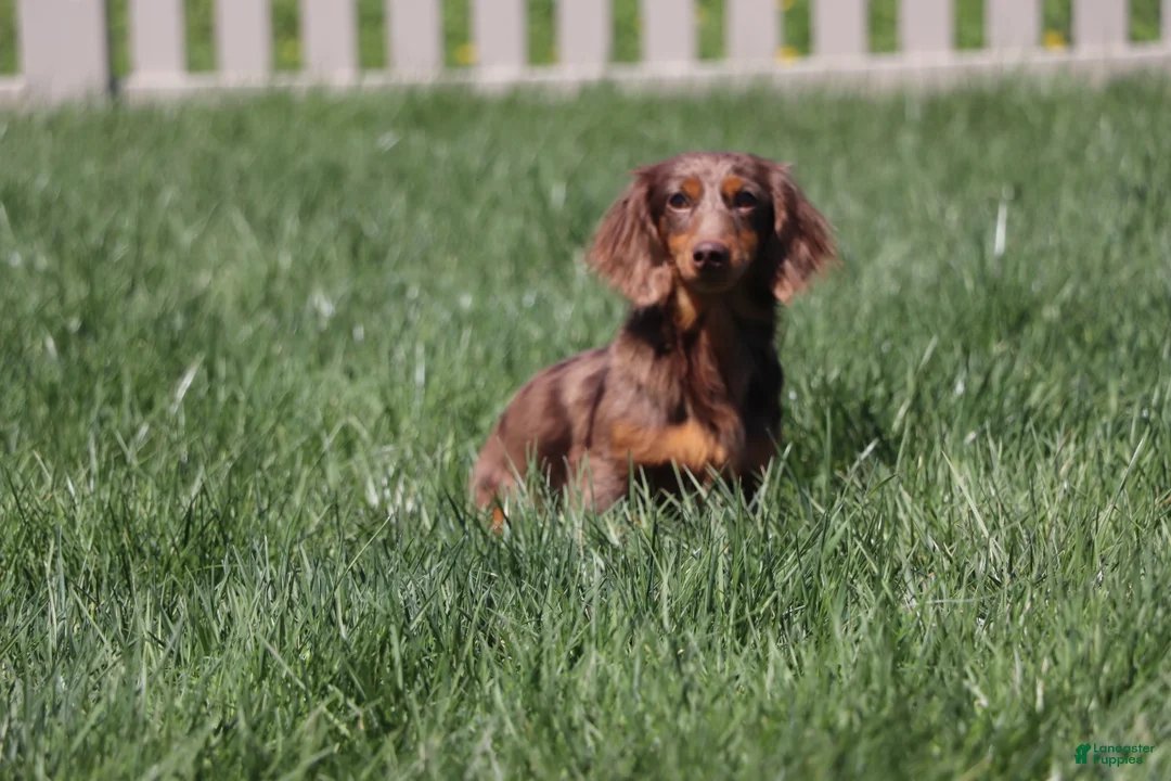 Miniature Dachshund dogs for sale: Champ - Ad 14