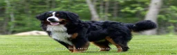 Bernese Mountain Dog dogs for sale: Rex - Ad 7
