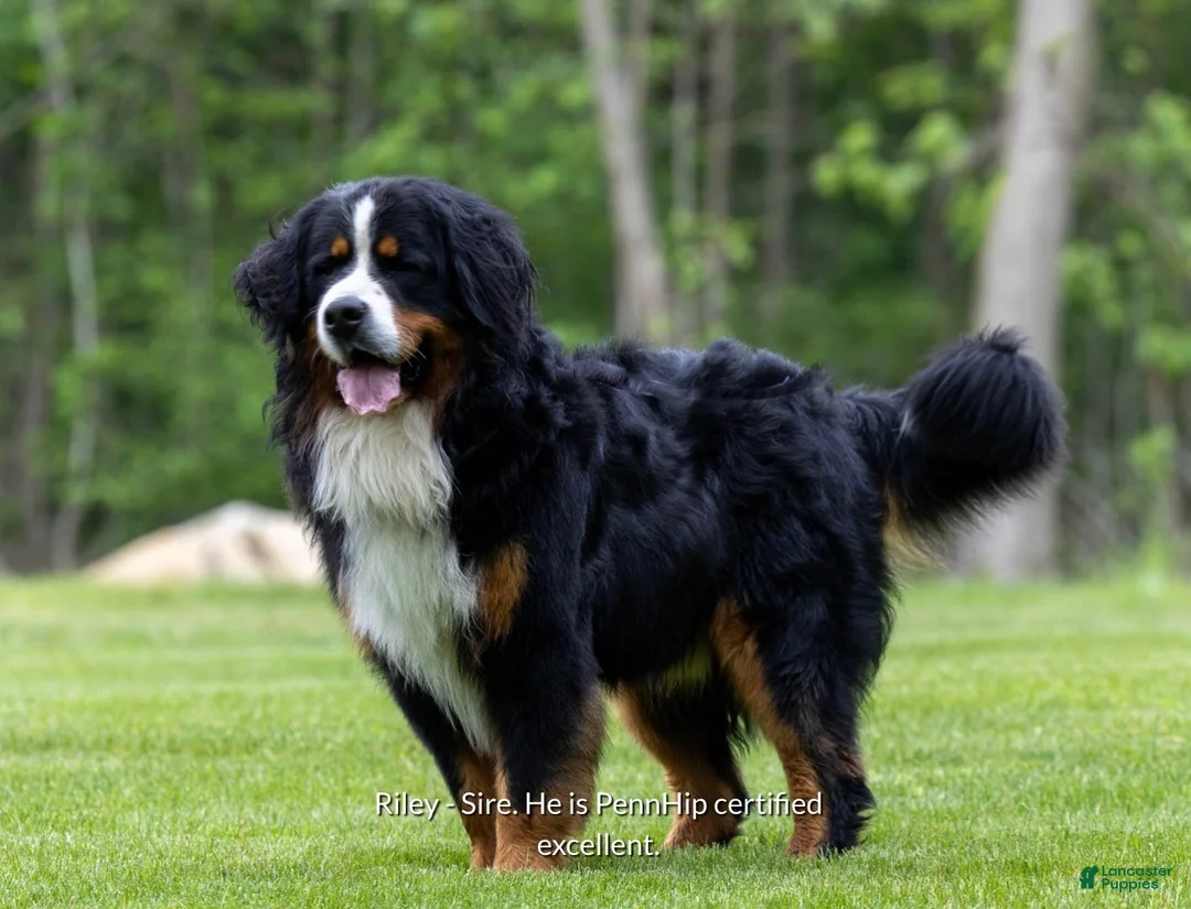 Bernese Mountain Dog dogs for sale: Rex - Ad 7