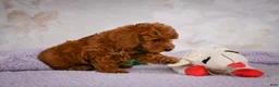 Miniature Poodle dogs for sale: Rocco - Ad 15