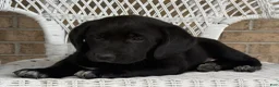 Mixed Breed dogs for sale: Terri - Ad 3