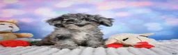 Miniature Poodle dogs for sale:  Punk - Ad 6