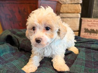 Miniature Poodle dogs Annie - Ad 31