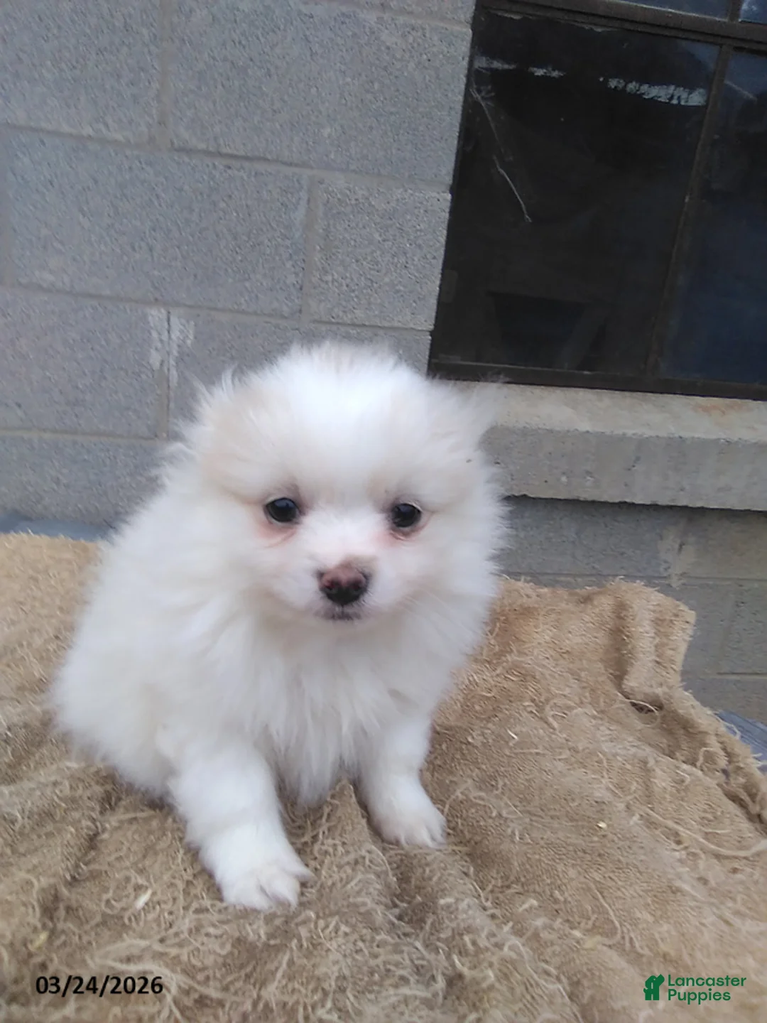 Pomeranian dogs for sale: Tomy - Ad 1