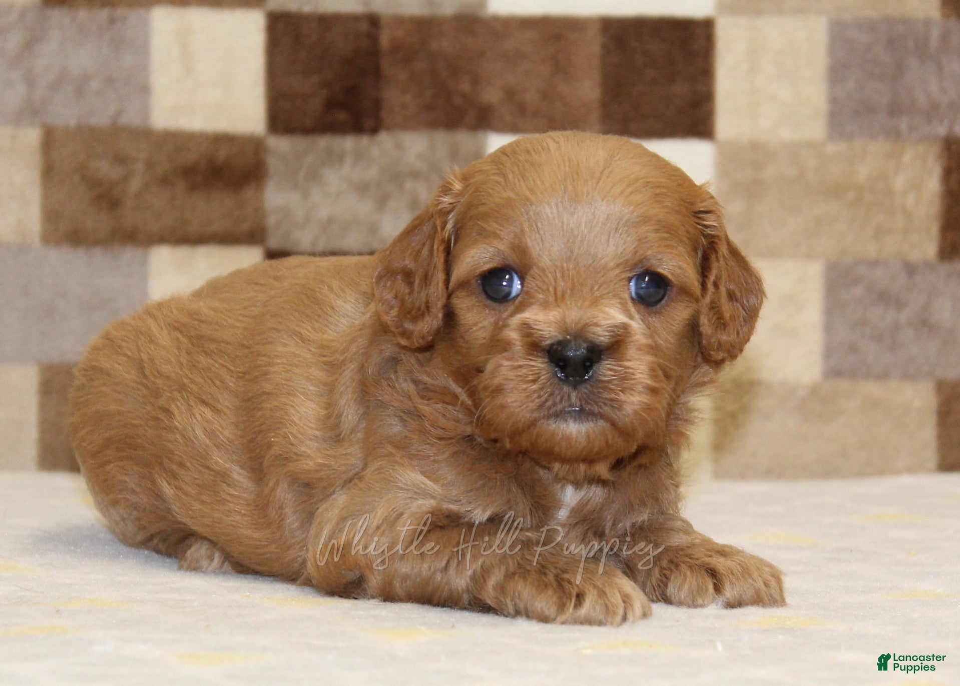 Cavapoo dogs Dylan - Ad 1