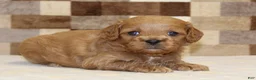 Cavapoo dogs for sale: Dylan - Ad 1