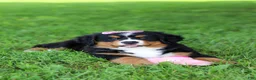 Bernese Mountain Dog dogs for sale: Suzie - Ad 15