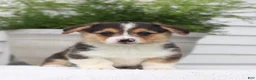 Welsh Corgi Pembroke dogs for sale: Todd - Ad 2