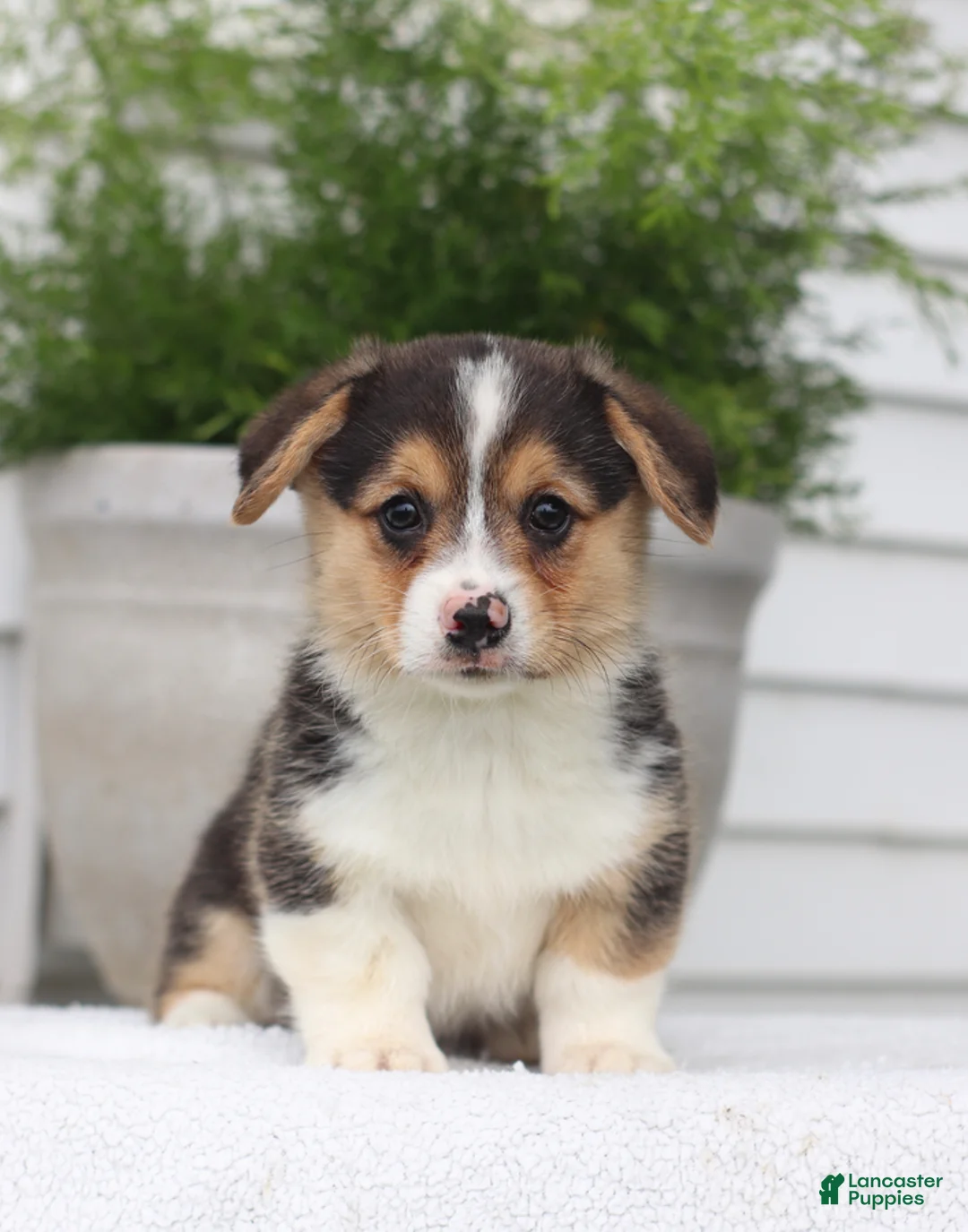 Welsh Corgi Pembroke dogs for sale: Todd - Ad 2