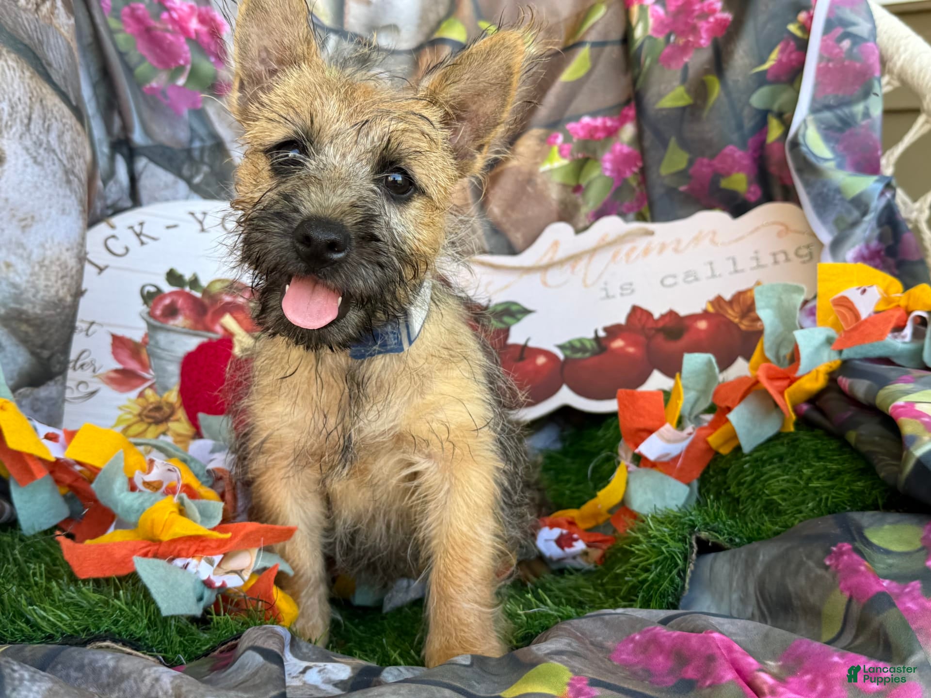 Mix Puppies For Sale Australian Shepherd And Boston Terrier Mix