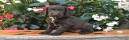 Cocker Spaniel dogs for sale: Ernie - Ad 3