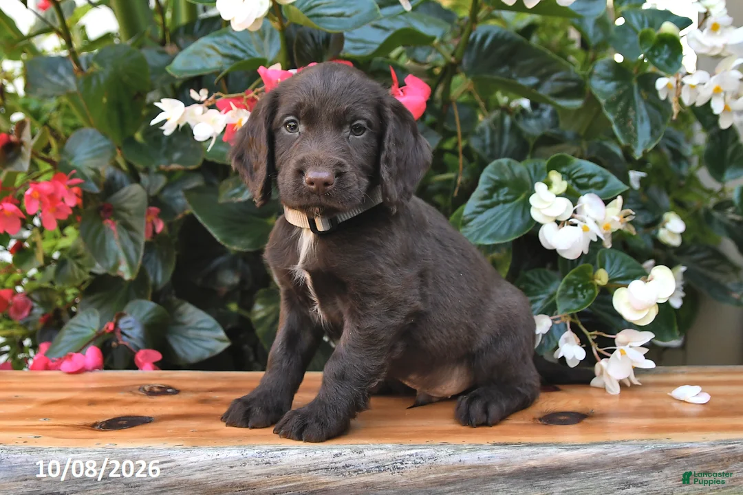Cocker Spaniel dogs for sale: Ernie - Ad 3