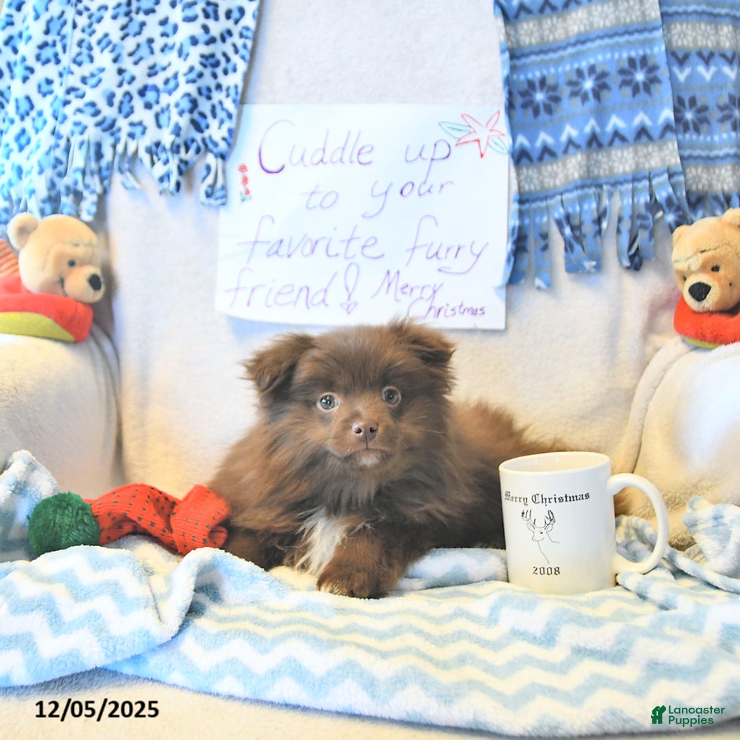 Mixed Breed dogs for sale: Darby - Ad 12