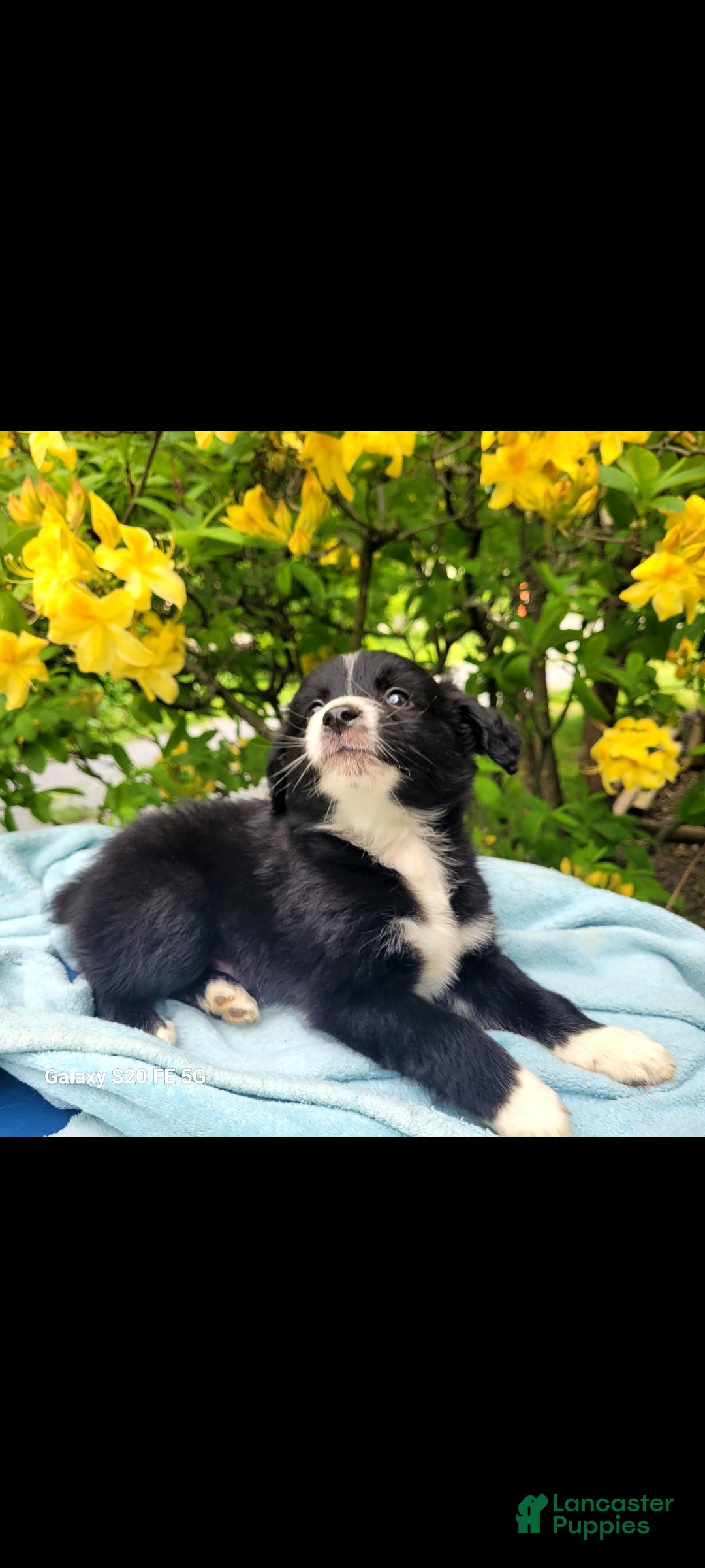 Australian Shepherd dogs Australian Shepherd Puppy 1 - Ad 2