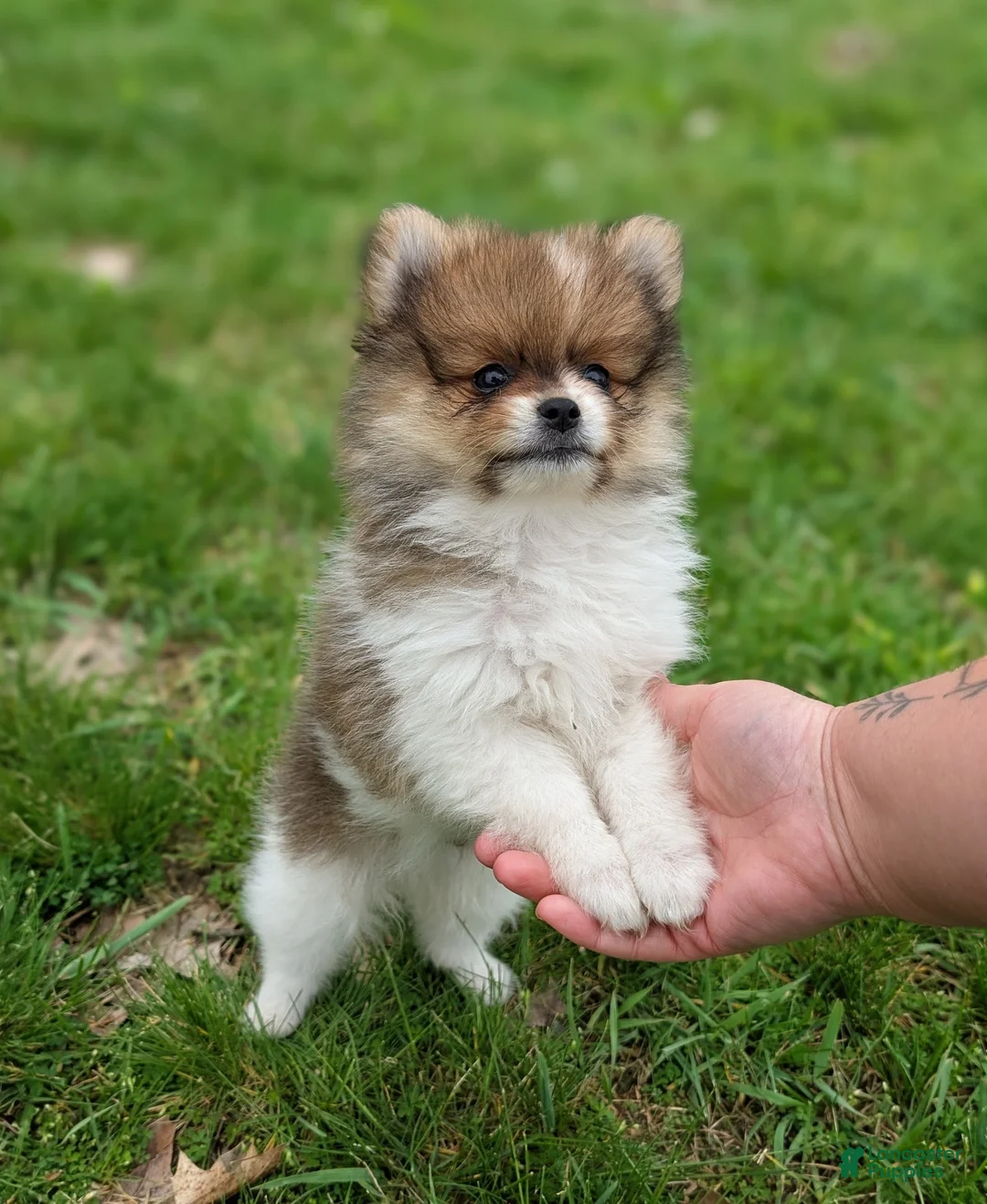 Pomeranian dogs for sale: Denver - Ad 1