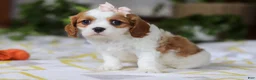 Cavalier King Charles Spaniel dogs for sale: Willow - Ad 2