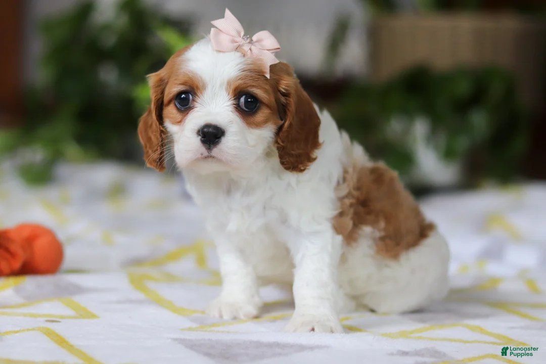 Cavalier King Charles Spaniel dogs for sale: Willow - Ad 2