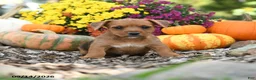 Mixed Breed dogs for sale: Baxter - Ad 2