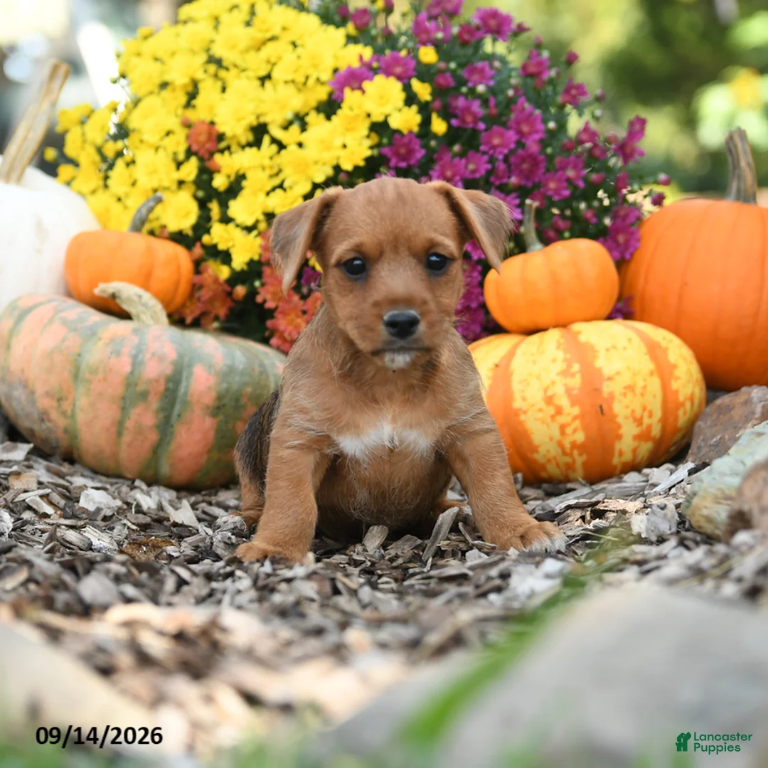 Mixed Breed dogs for sale: Baxter - Ad 2