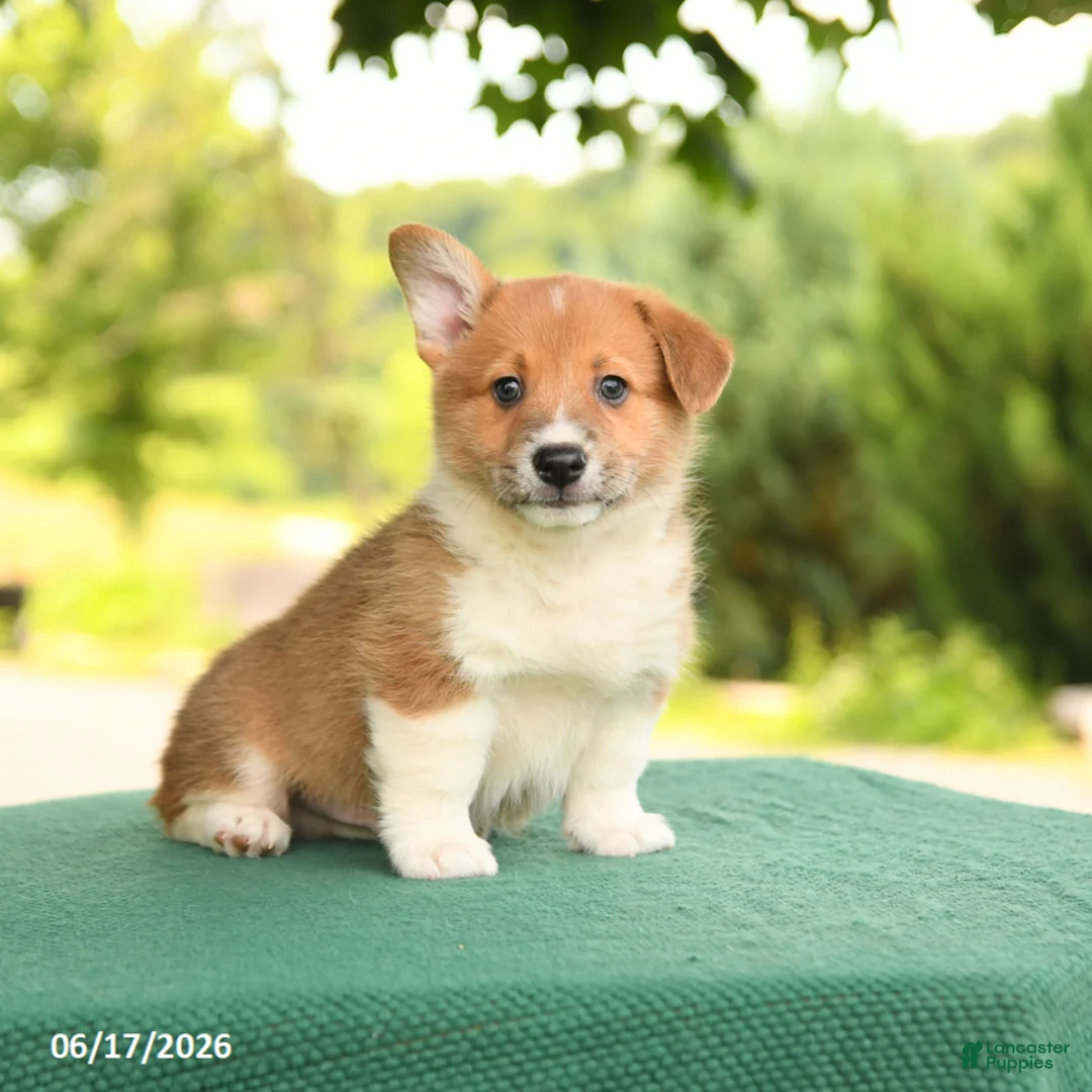 Welsh Corgi Pembroke dogs for sale: Jesse - Ad 5