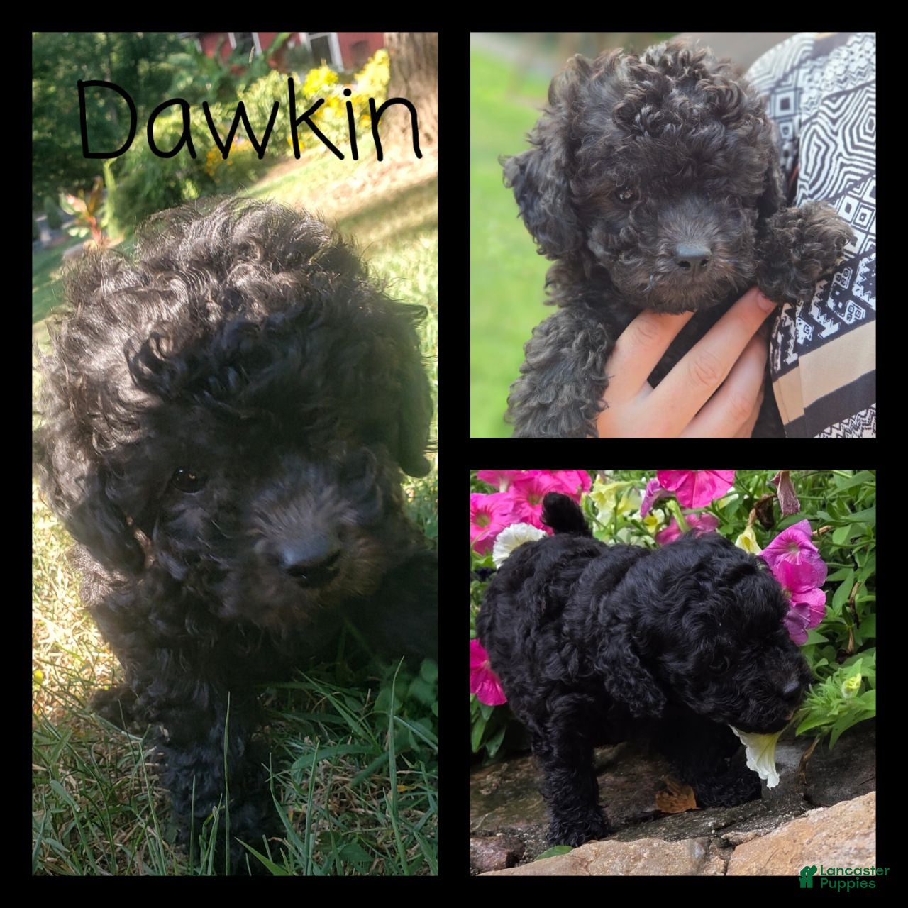 Bichpoo dogs for sale: Dawkin - Ad 2