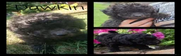 Bichpoo dogs for sale: Dawkin - Ad 1