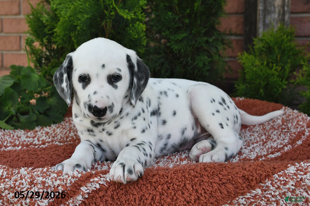Dalmatian dogs Hero - Ad 2