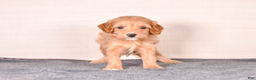 Cavapoo dogs for sale: Smitty - Ad 3