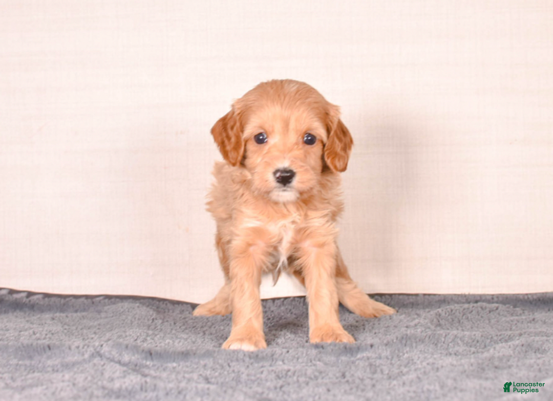 Cavapoo dogs for sale: Smitty - Ad 3