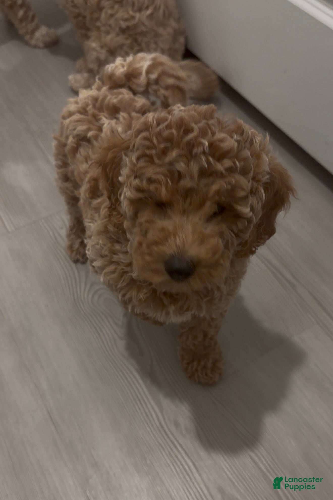 Goldendoodle dogs for sale: Brownie Brownie - Ad 3