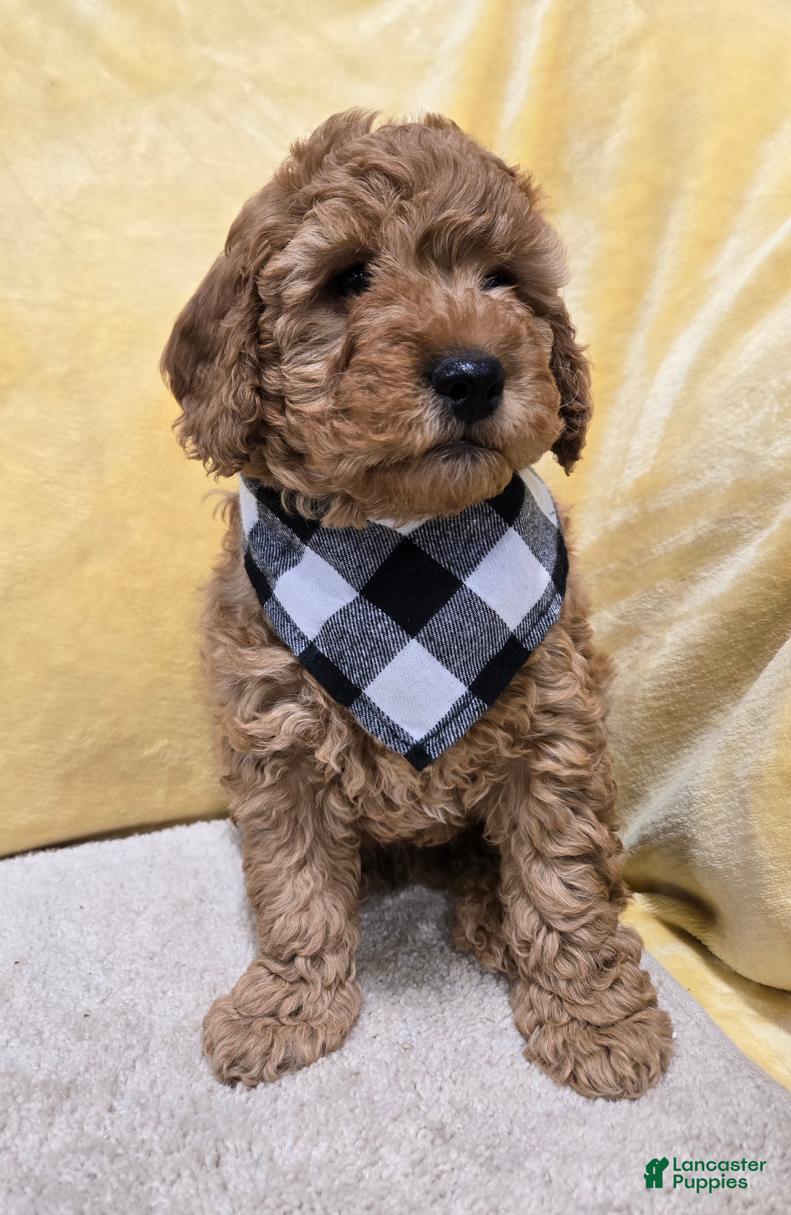 Mini Goldendoodle dogs Scout - Ad 11