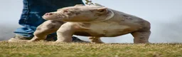American Bully dogs for sale: One percent  - Ad 3